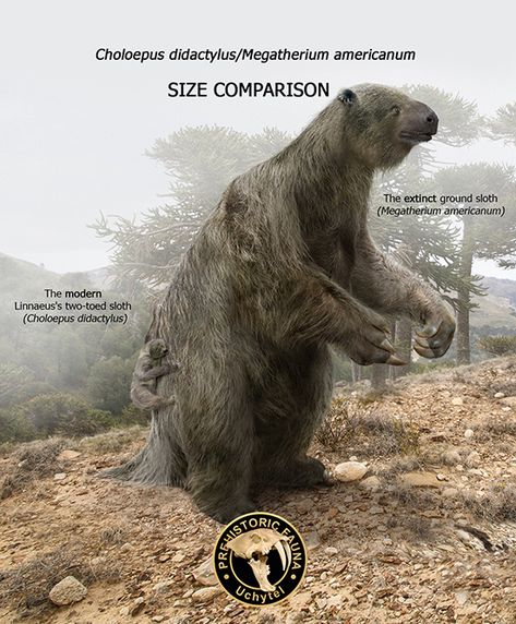 Megatherium was a genus of elephant-sized ground sloths endemic to Central America and South America that lived from the Pliocene through to the Pleistocene existing for approximately 5.3 million years. Ground Sloth, Two Toed Sloth, Elephant Shrew, Prehistoric Wildlife, Prehistoric World, Ancient Animals, Paleo Art, Extinct Animals, Prehistoric Creatures