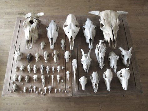 jealous of this collection Things Organized Neatly, Animal Skeletons, Vulture Culture, Bone Art, Animal Bones, Samana, Animal Skulls, Skull And Bones, Skull Art