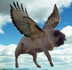 Flying Pug Flying Pug, Random Animals, Animal Funnies, Doug The Pug, Flying Dog, Pug Mom, Pugs Funny, Photoshop Photos, Pug Lover