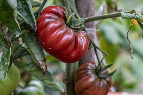 Black Krim Tomato, Watering Tomatoes, Purple Tomato, How To Grow Watermelon, Determinate Tomatoes, Tomato Seedlings, Starting A Vegetable Garden, Tomato Cages, Plant Diseases