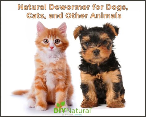 This is a homemade and natural dewormer for dogs and cats but it also works for chickens, goats, cows, and horses. It is also simple to make and administer. Natural Dewormer For Dogs, Dewormer For Dogs, Cat Dewormer, Cows And Horses, Mouse Poison, Natural Pet Care, Indoor Pets, Cat Fleas, Millionaire Lifestyle