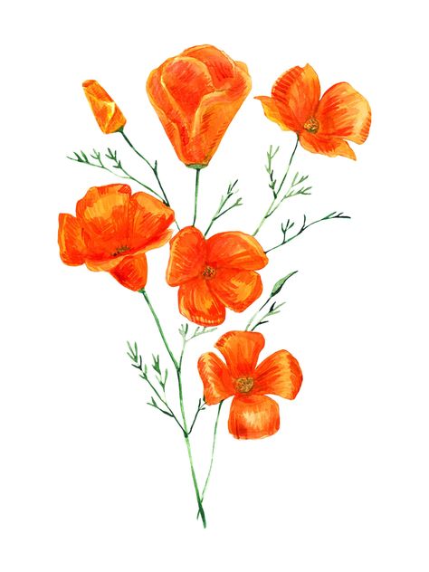 California Poppy Painting Acrylic, California Poppy Illustration, Bobcat Painting, California Poppy Painting, Painting California Poppies, California Poppy Botanical Illustration, California State Flower, California Poppy Art, Eschscholzia Californica