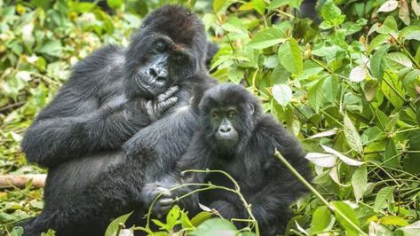 Wildlife in 'catastrophic decline' due to human destruction, scientists warn - BBC News Cross River Gorilla, Sumatran Rhinoceros, Eastern Lowland Gorilla, Eastern Gorilla, South China Tiger, Rhino Species, Sumatran Elephant, Bornean Orangutan, Sumatran Orangutan