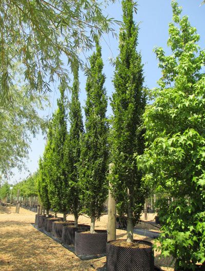 Fagus Dawyck Victorian Greenhouses, Fagus Sylvatica, Backyard Trees, Columnar Trees, Landscaping Inspiration, Planting Plan, Corner Garden, Evergreen Plants, Ornamental Trees