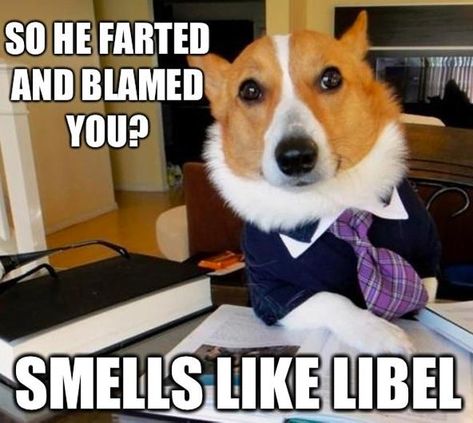 Another classic Corgi doggo lawyer meme. #funnydogs #dogmemes #dogjokes #hilariousdogs Doggies Funny, Corgis Funny, Funny Corgi, Corgi Dogs, Corgi Pictures, Corgi Funny, Old Memes, Dogs Funny, Funny Pets