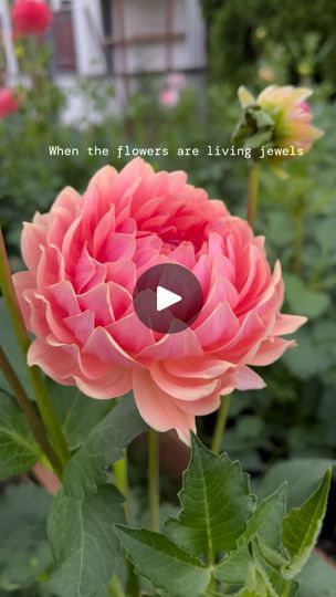 52K views · 10K reactions | Varieties below 👇🏼  These dahlias were some of my favorite this past year: everything about them brought loads of joy and the color combo: I love it so much! In fact I’m designing a whole garden of different flowers… but all in these colors!   Pictured: First shot: Fawn Ferncliff Rusty KA’s Rosie Jo KA’s Keltie Rose KA’s Coral Sea Barberry Dominion Linda Esther Salish Twilight Girl Night Silence Clearview Pataha Mission Gypsy  What’s your favorite color combo this year… or what are 3 favorite dahlias that you’re looking forward to this season?  . . . . . . #dahlias #dahlia #flowers #gardening #cutflowers #gardendahlia #bouquets #urbanfarming #color #flowerfarmer #coralflowers #alltheprettyflorals #dahliaseason #pnw #pnwgardening | Galena Berkompas • Urban Flow Dahlia Flowers, Girl Night, Coral Sea, Flowers Gardening, Flower Farmer, Coral Flowers, Urban Farming, Different Flowers, Flower Farm