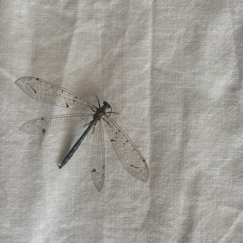 Dragonfly Aesthetic, Cute Dragonfly, Vintage Animals, Dragonflies, Cherry, Grey, Animals, Black