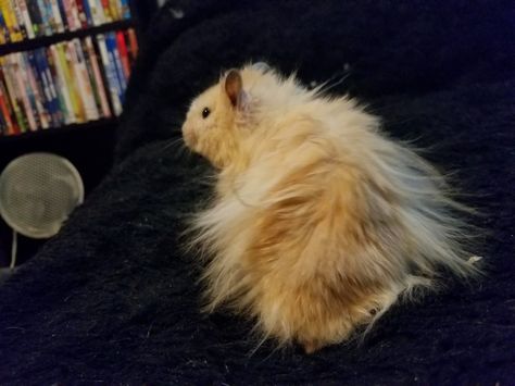 Long Haired Syrian Hamster, Long Haired Hamster, Hamster Syrian, Hamster Care, Syrian Hamster, Hamsters, Long Hair Cuts, Funny Things, Long Hair