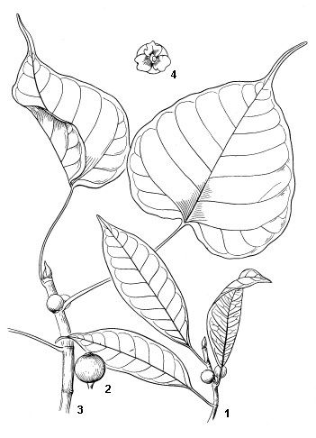 Bodhi Leaf Tattoo, Bohdi Tree Leaf Tattoo, Lotus Root Drawing, Bodhi Tree Leaf Tattoo, Bodhi Tree Art Tattoo Ideas, Bodhi Leaf Art, Bodhi Tree Drawing, Bodi Tree Tattoo, Bodhi Tattoo