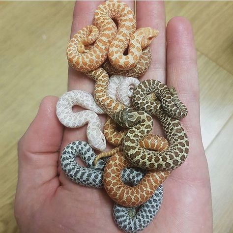 Hognose Snake Enclosure, Western Hognose Snake, Snake Enclosure, Snake Photos, Hognose Snake, Poisonous Snakes, Pretty Snakes, Snake Wallpaper, Cute Reptiles