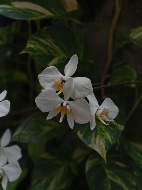 Bunga anggrek Flowers