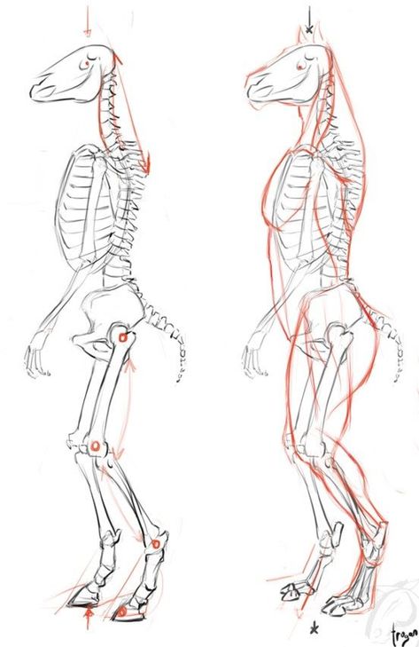 Anatomy For Drawing, Feline Anatomy, Cat Drawing Tutorial, Cat Skeleton, Skeleton Drawings, Cat Anatomy, Animal Skeletons, Horse Anatomy, Cat Skull