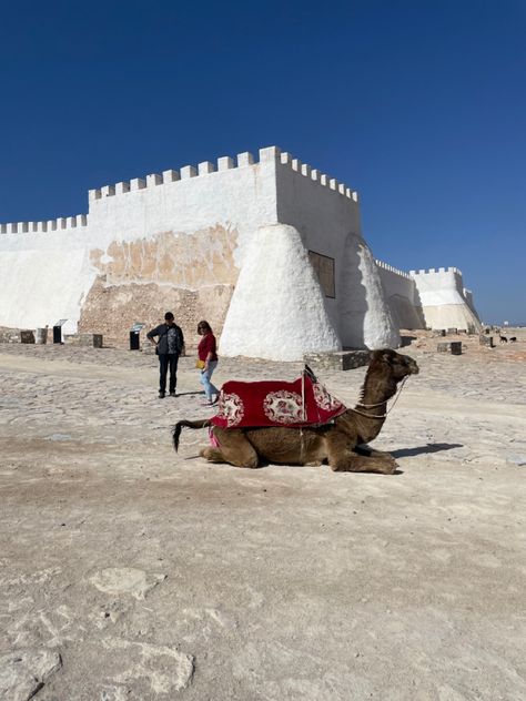 #camel #morocco #marrakech #agadir #travel #summer #sun #vacation #aesthetic #fashion #recipe #beautiful #animal Agadir Morocco Aesthetic, Agadir Morocco, Morocco Aesthetic, Morocco Marrakech, Vacation Aesthetic, Countries To Visit, Travel Summer, Summer Sun, Marrakech