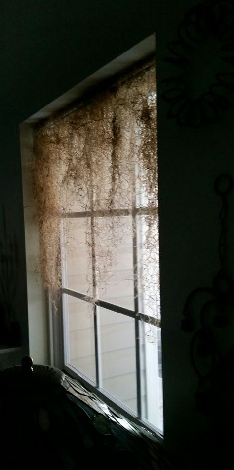 Spanish Moss Curtain, Spanish Moss Hanging Ideas, Moss Curtains, Creepy Home Decor, Showroom Inspiration, Wilderness Retreat, Window Seal, Spanish Moss, Window Valance