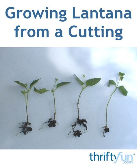 How To Propagate Lantana, Lantana Propagation, Propagating Lantana, Propagate Lantana, Lantana Seeds, Lantana Garden, Lantana Tree, Lantana Bush, Seed Harvesting