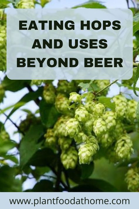 Herbalist Recipes, Hops Plant, Making Beer, Hop Flower, Beer Hops, Flavored Beer, Food At Home, Home Vegetable Garden, Recipes To Try