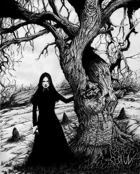 Salem Gallows Hill, City Of Evil, Spooky Shoot, Salem Witches, Animal Habitat, Haunted Tree, Salem Mass, Paranormal Stories, Artistic Illustration