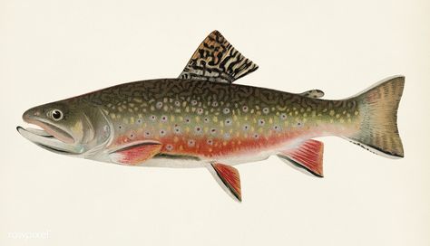 Public Domain | Male brook trout (Salvelinus Fontinalis) illustrated by Sherman F. Denton (1856-1937) from Game Birds and Fishes of North America. Digitally enhanced from our own 1913 Portfolio Edition of the book.  | premium image by rawpixel.com Fly Fishing Art, Trout Fish, Cabin Art, Brook Trout, Fish Illustration, Game Birds, Lodge Decor, Illustration Wall Art, Nature Drawing