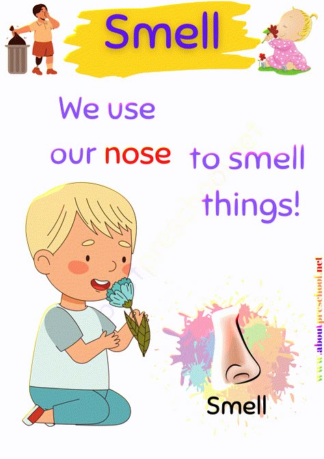 The 5 Senses-Smell 5 Senses Lesson Plan, 5 Senses Activities Kindergarten, Kindergarten 5 Senses, 5 Senses Activities For Preschoolers, Body Kindergarten, 7 Senses, Body Parts Preschool Activities, 5 Senses Activities, Senses Preschool