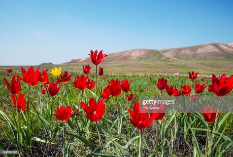 Stock Photo : Spring, wild tulips in the steppe, in the vicinity of Mount Bogdo ( Astrakhan , Russia ) Wild Tulips, Free Stock Photos Image, Rough Cut, Still Image, Royalty Free Images, Tulips, Stock Photography, Getty Images, Russia