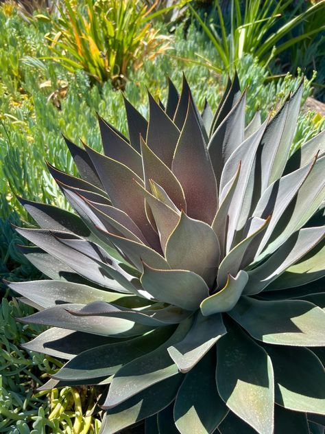 Mangave 'Lavender Lady' adds the perfect smoky purple softness to any dry garden. 🌿 Great picture at the Ruth Bancroft Garden of one of our favorite cultivars of the Mad About Mangave collection. Thank you Hans Hansen for creating this beautiful hybrid! - From San Marcos Growers Wholesale Nursey, vF 7-17-22 Mangave Plant, Agave Americana, Hans Hansen, Backyard Plants, Dry Garden, Drought Resistant, Island Ideas, Gardening Plants, Cacti And Succulents