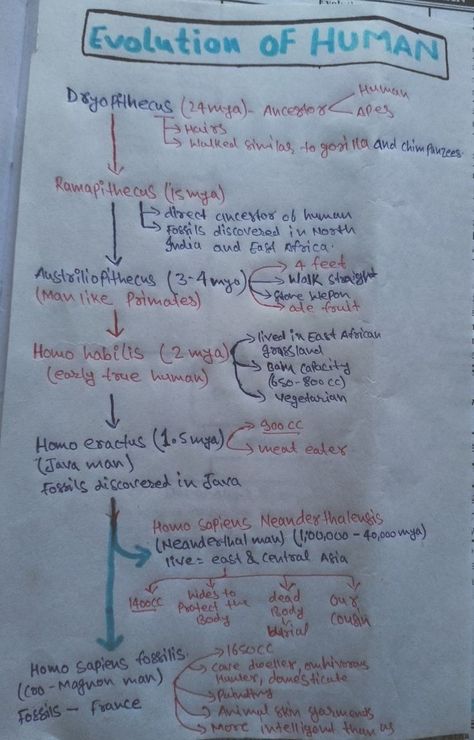 Human Evolution Notes, Class 12 Biology Notes Evolution, Evolution Notes Class 12, Class 12th Biology Notes, 12th Biology Notes, Class 12 Biology Notes, Evolution Notes, Biology Class 12, Neet 2024