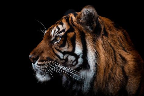 Tiger Front Face, Animal Profile Picture, Tiger Side Profile, Tiger Side View, Tiger Profile, Sk Images, Side View Of Face, Black Background Portrait, Tiger Photography