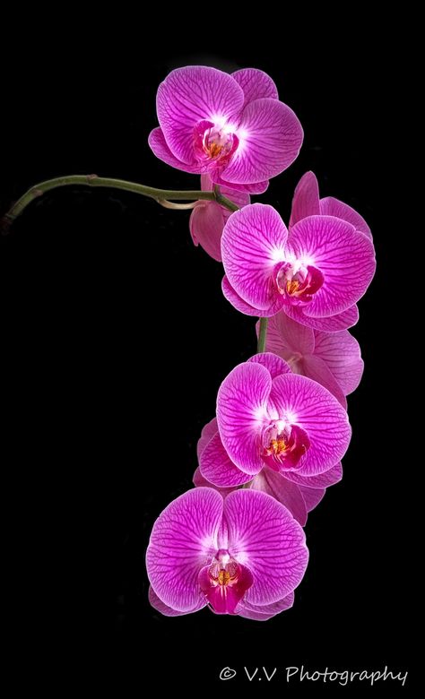 Orchid Photography, Lovely Pictures, Moth Orchid, Pink Orchids, Orchid Care, Beautiful Orchids, Beautiful Flowers Wallpapers, Flower Phone Wallpaper, Orchid Flower