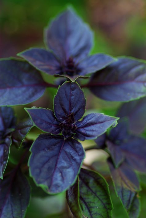 Dark, spooky plants for the Gothic gardener in all of us – SheKnows Horror Flowers, Goth Plants, Spooky Plant, Spooky Plants, Purple Basil, Gothic Bed, Poison Garden, Botanical Inspiration, Blooming Succulents