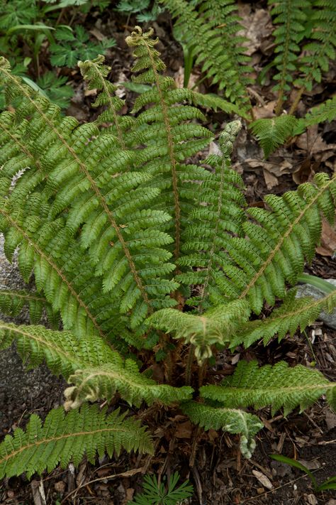 Low Maintenance Plants Outdoor, Fern Garden Ideas, White Landscaping, Hakone Grass, Garden Ferns, Holly Fern, Shady Gardens, Fern Garden, Backyard Drainage