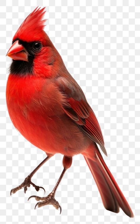 Cardinal Drawing, Cardinal Birds Art, Bird Cardinal, American Indian History, Northern Cardinal, Png Aesthetic, Cardinal Bird, Cardinal Birds, Red Bird