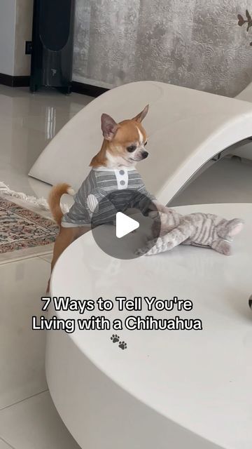 Funny Chihuahua Videos, Chiuaua Dog, Chihuahua Aesthetic, Chihuahua Dogs Funny, Funny Chihuahua Pictures, Chihuahua Videos, Dog Lifestyle, Chihuahua Funny, Cute Chihuahua