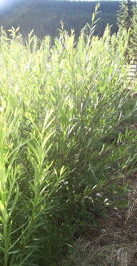 Willows are one of the easiest plants to grow on your homestead.  If you have space away from septic drainage fields and building foundations then you really should consider planting a few willow sticks. 1.  Willows are carbon sequesters. Willows are fast growing trees from the poplar family.  They absorb carbon from the air into … Oregon Homestead, Tree Hay, Vegan Homesteading, Willow Trees Garden, Willow Bush, Easiest Plants To Grow, Basket Willow, Willow Garden, Survival Garden