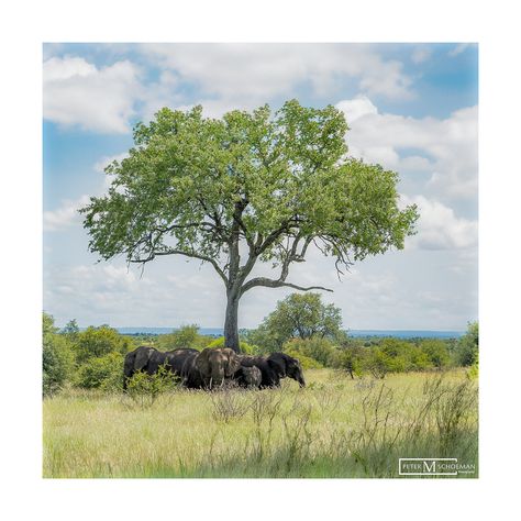 Nature's Gentle Giants: Finding solace and shade under the majestic embrace of a colossal Marula tree 🐘🌳 Kruger National Park - South Africa #ElephantParadise #Nature'sBlessings #MarulaTreeMagic #ShelteredByNature #GracefulGiants #ShadowsAndSilhouettes #WildWonder #Nature'sMasterpiece #SerenityUnderTheMarula #CaptivatingWildlife Marula Tree, Under A Tree, Kruger National Park, Gentle Giant, A Tree, South Africa, National Park, Elephant, Photography