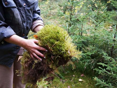 How to Store Your Leftover Sphagnum Moss Sphagnum Moss Uses, Safe House Plants, Special Plants, Houseplant Care, Soil Conditioner, Moss Plant, Hydroponic Growing, Cat Plants, Sphagnum Moss