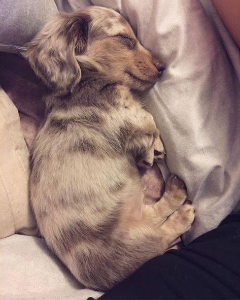 Daschund Puppies, Dachshund Breed, Dachshund Funny, Dapple Dachshund, Long Haired Dachshund, Most Popular Dog Breeds, Sausage Dogs, Wiener Dogs, Weenie Dogs