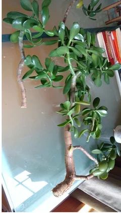 Can you replant or propagate a large Jade tree branch? Jade Tree, Neem Oil, Jade Plants, Tree Roots, Replant, Potting Soil, Tree Branches, Trees To Plant, Jade