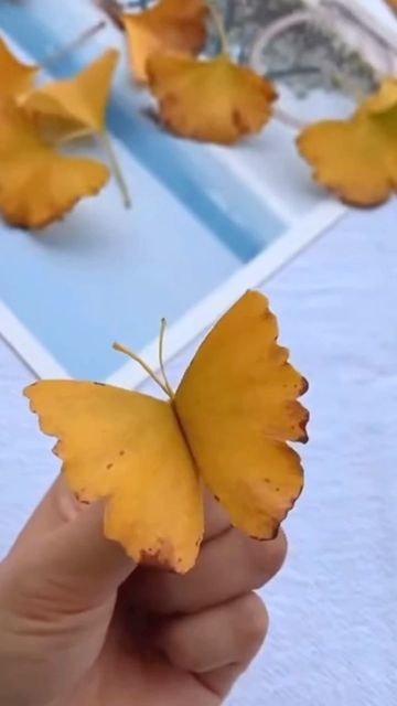 Ginko Biloba, Gingko Leaves, Ginkgo Leaves, Autumn Display, Backyard Diy, Leaf Crafts, Backyard Diy Projects, Autumn Crafts, Ginkgo Leaf