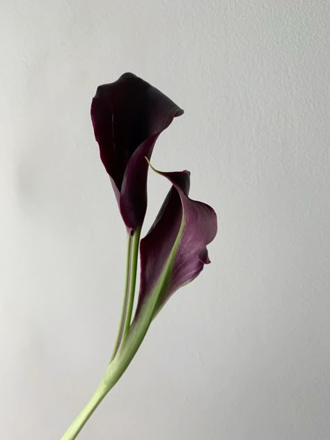 Long Stemmed Flowers, Content Backdrop, Callas Lily, Aesthetic Elements, Stem Flowers, Long Stem Flowers, Pretty Plants, Exotic Flowers, Calla Lily