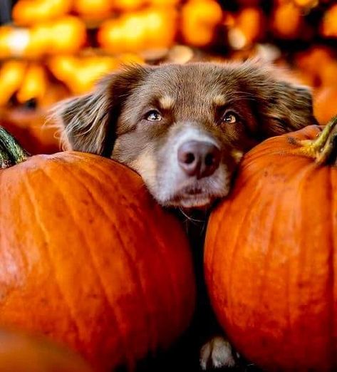 Puppy Pumpkin Pictures, Dogs And Pumpkins Pictures, October Dog Photoshoot, Pumpkin Patch Photoshoot With Dog, Pumpkin Patch Dog Photoshoot, Dog Pumpkin Photoshoot, Dog Pumpkin Patch Pictures, Dog Halloween Photoshoot, Halloween Dog Photoshoot