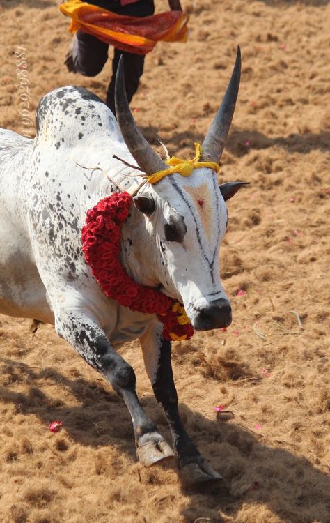 Jallikattu Images Background, Mattu Pongal, Bull Pictures, Free Photoshop Text, Bull Images, Murugan Wallpapers, Funny Effects, Bull Painting, Bride Photos Poses