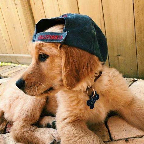 Cool Dogs, Animal Tumblr, Super Cute Puppies, Dog Photoshoot, Cute Dog Photos, Really Cute Dogs, Pretty Animals, Golden Retriever Puppy, Retriever Puppy