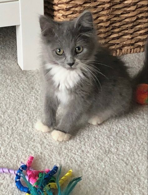 Grey And White Kitten, Cat Grey, Grey And White Cat, Dream's Cat, White Kitten, Funny Animal Photos, Pets 3, Baby Cat, White Kittens