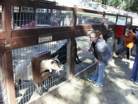 Petting Farm Layout, Petting Zoo Ideas, Petting Zoo Farm, Zoo Layout, Farm Resort, Petting Farm, Pumpkin Patch Farm, Feed My Sheep, Goat House