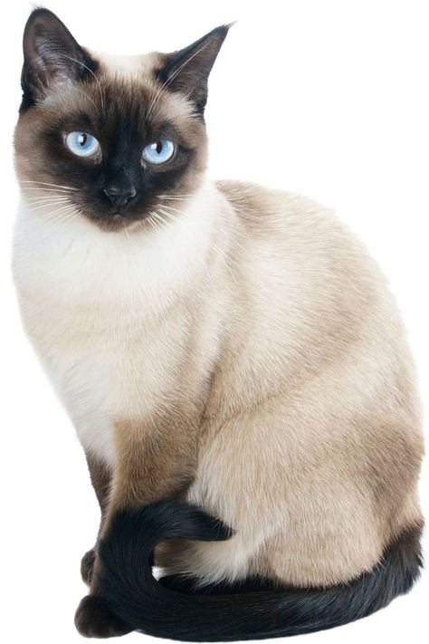 Siamese Kitten Siamese Cat Tattoos, Siamese Kitten, Cute Cat Names, Rare Cats, Cat Anime, Siamese Kittens, Gorgeous Cats, Cat Pose, Cute Cat Wallpaper