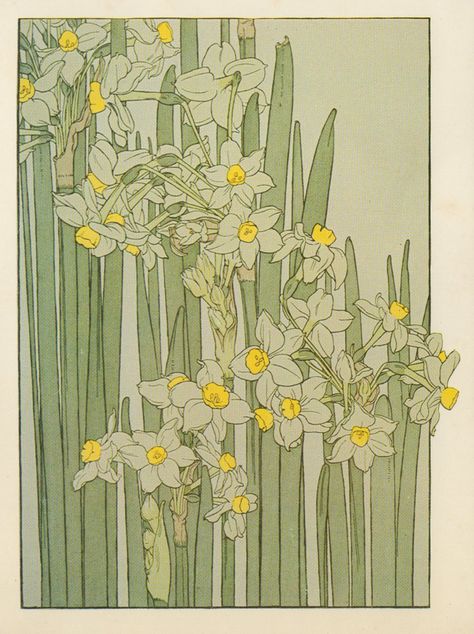 Narcissus ▫ Flower Study in the Art Nouveau Style ▫ Artist probably J Foord. Research ongoing Fiori Art Deco, Fleurs Art Nouveau, Art Nouveau Tattoo, Motifs Art Nouveau, Grafika Vintage, Illustration Art Nouveau, Narcissus Flower, Art Nouveau Pattern, Art Nouveau Flowers