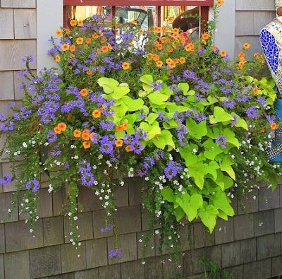 Fall Window Boxes, Window Box Ideas, Window Box Plants, Window Box Garden, Summer Planter, Window Planter, Window Box Flowers, Window Planters, Box Flowers