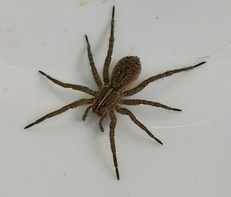 Wolf spider Spider Top View, References Animals, Types Of Spiders, Wolf Spider, Spider Tattoo, Bod Goals, Arthropods, Arachnids, Just Girly Things