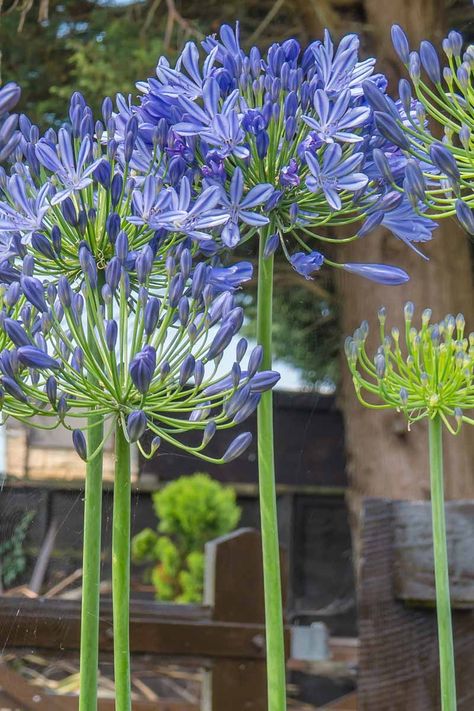 How to Grow and Care for Agapanthus | Gardener’s Path Agapanthus Garden, Agapanthus Blue, Agapanthus Plant, Blue Flowers Garden, Porch Landscaping, Front Garden Design, Rock Garden Landscaping, Garden Pictures, Wall Garden