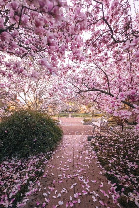 Magnolia Tree Aesthetic, Beautiful Gardens Flowers, Magnolia Aesthetic, Magnolia Tree Landscaping, Trees With Flowers, Magnolia Plant, Japanese Magnolia Tree, Saucer Magnolia Tree, Spring Blooming Trees